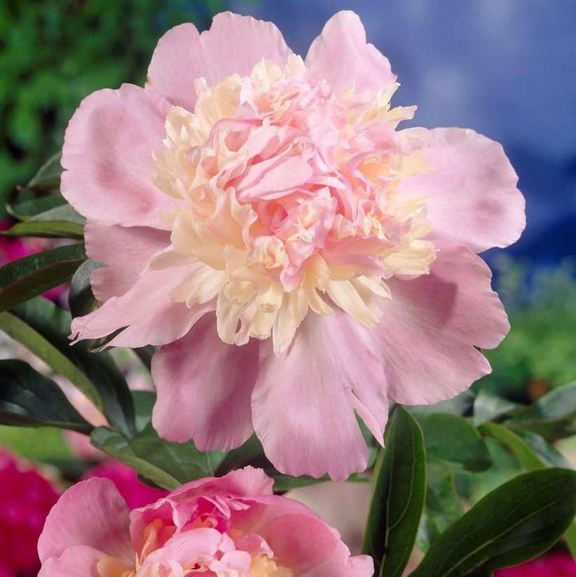 Paeonia Lactiflora Sorbet - Large Flowered Herbaceous Peony 2 Paeonia Lactiflora Sorbet - Large Flowered Herbaceous Peony - Image 2