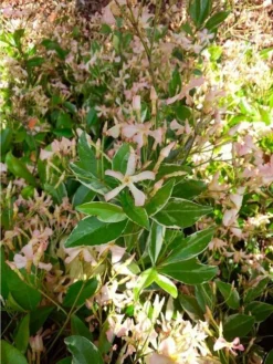 Fragrant Trachelospermum Star Of Milano - Blush Pink Blooms Over Silvery Foliage -Plant Garden World star of milano 2