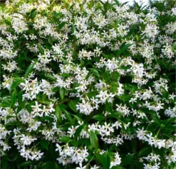 Star Jasmin - Fragrant Evergreen Trachelospermum Climber - 80-100cms -Plant Garden World star jasmin 750x750 1 1