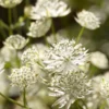 Astrantia Major Star Of Billion - Masterwort