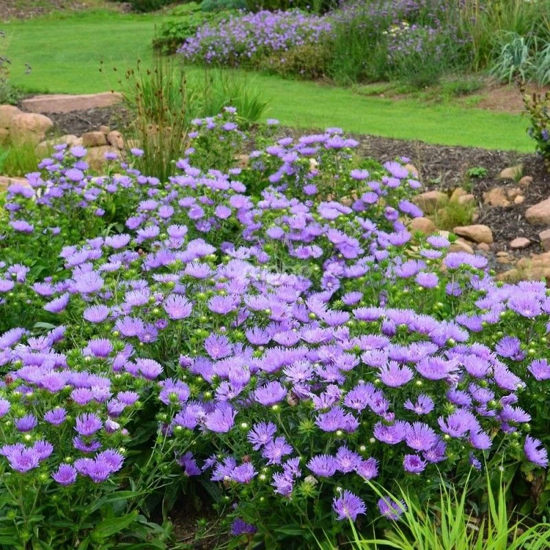 Stokesia Laevis 'Mel's Blue' - Blue Stokes Aster 2 Stokesia Laevis 'Mel's Blue' - Blue Stokes Aster - Image 2