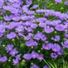 Stokesia Laevis 'Mel's Blue' - Blue Stokes Aster