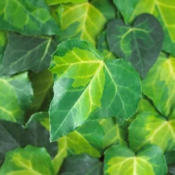 Hedera Sulphur Heart - Evergreen Ivy