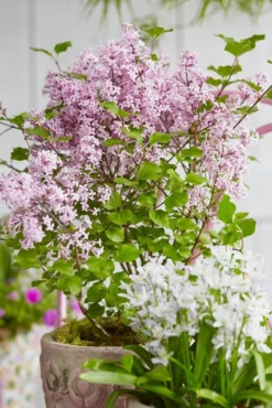 Dwarf Hungarian Lilac - Syringa Josikaea - Scented Flowering Lilac -Plant Garden World syringa dwarf 1x750 1 1 2