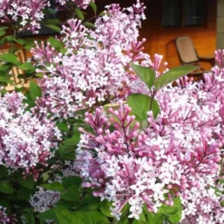 Dwarf Hungarian Lilac - Syringa Josikaea - Scented Flowering Lilac