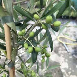 Olea Europa - Large Mediterranean Olive Tree - Circa 170-190cms Tall -Plant Garden World t70030 large olive tree 125 150cm close up