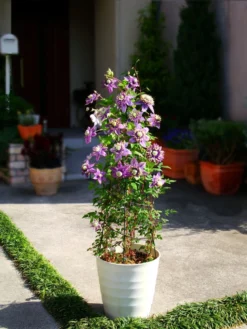 Clematis Taiga - Stunning Brand New & Exclusive Hardy Climbing Tiger Clematis Florida 'Taiga' -Plant Garden World taiga container 1 6