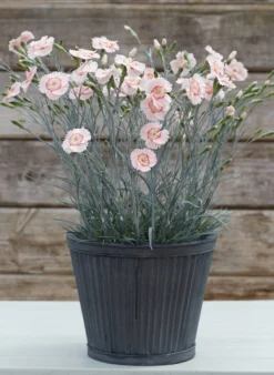 Dianthus Tequila Sunrise - Large Plant -Plant Garden World tequila sunrise pot