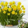 Double Flowering Tete Boucle Dwarf Daffodils - Pack Of 25 Bulbs