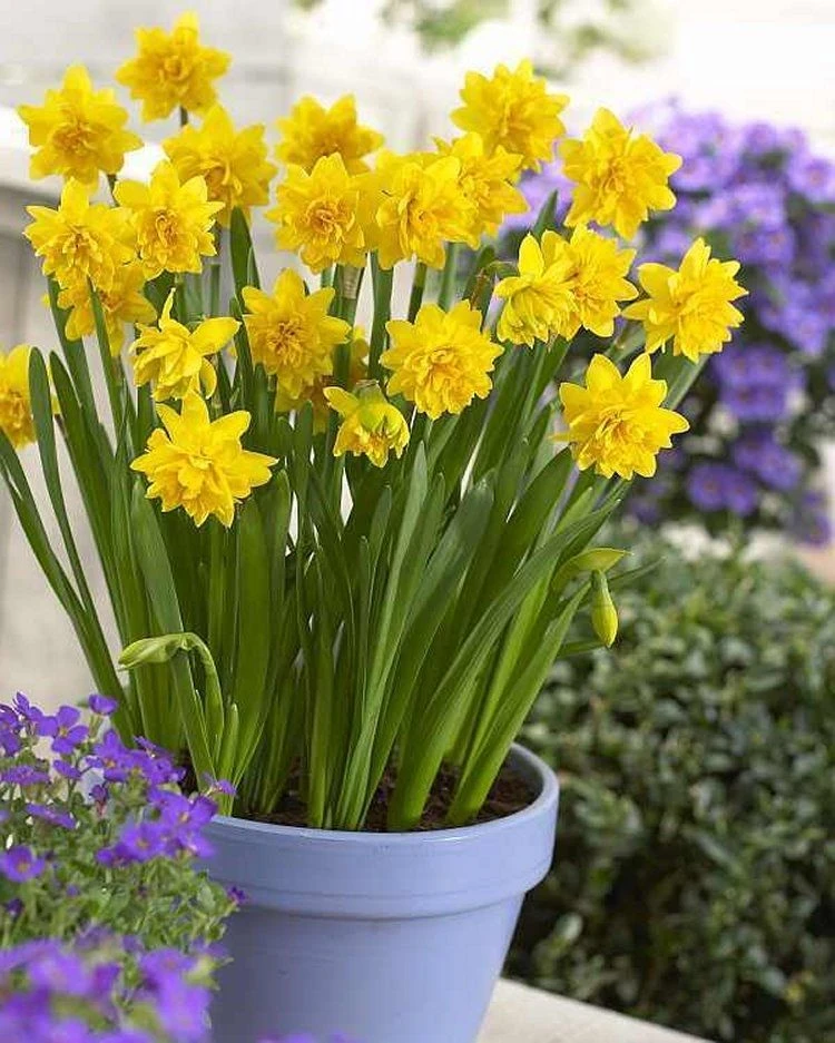 Double Flowering Tete Boucle Dwarf Daffodils - Pack Of 25 Bulbs 2 Double Flowering Tete Boucle Dwarf Daffodils - Pack Of 25 Bulbs - Image 2