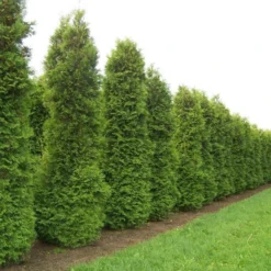 Thuja Occidentalis Brabant - 80-100cm Specimen Or Hedging Conifer