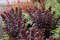 Sedum Touchdown Teak -Plant Garden World touchdown teak