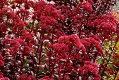 Sedum Touchdown Teak -Plant Garden World touchdown teak1