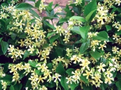 Large 6-7ft Specimen Climber - Star Jasmin - Fragrant Evergreen Trachelospermum 'Chilli And Vanilla' -Plant Garden World trachelospermum chili vanilla 2