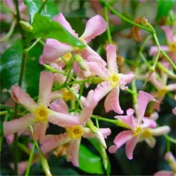 Fragrant Trachelospermum Star Of Milano - Blush Pink Blooms Over Silvery Foliage