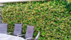 Trachelospermum Jasminoides Star Of Tuscany - Yellow Wings Star Jasmin - Rhyncospermum - Circa 150-180cms -Plant Garden World trachelospermum staroftuscany screening 2 scaled