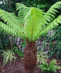 Large Dicksonia Antarctica - Hardy Tree Fern -Plant Garden World tree fern 1