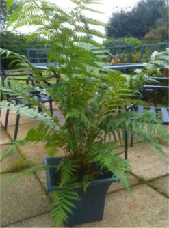 Large Dicksonia Antarctica - Hardy Tree Fern -Plant Garden World tree fern plant