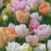 Tulip Double Pastel Shades - Pack Of 25 Bulbs - Designer Blend