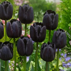Designer Black & White Tulip Collection - 'Monochrome' - 25 Bulbs 7 Designer Black & White Tulip Collection - 'Monochrome' - 25 Bulbs -Plant Garden World tulip paul scherer 2