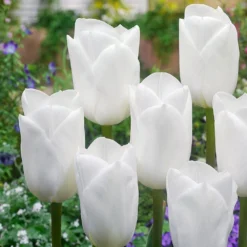 Designer Black & White Tulip Collection - 'Monochrome' - 25 Bulbs 8 Designer Black & White Tulip Collection - 'Monochrome' - 25 Bulbs -Plant Garden World tulip royal virgin 1