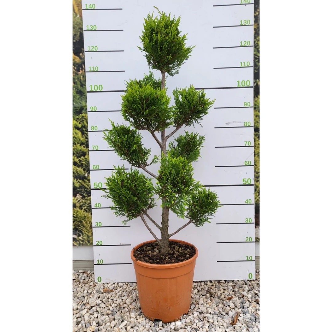 Topiary Cloud Tree - Cupressus Castlewellan Gold - Pom Pom Topiary Tree 1 Topiary Cloud Tree - Cupressus Castlewellan Gold - Pom Pom Topiary Tree