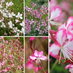 Gaura 'Bee Blossom' Collection - Pack Of FIVE Plants