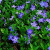 Vinca Minor - Pack Of THREE - Blue Flowered Evergreen Ground Covering Lesser Periwinkle Plants