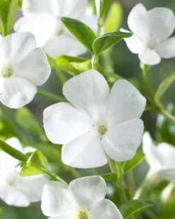 Vinca Minor Gertrude Jekyll