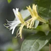 Lonicera Japonica 'Hall's Prolific'