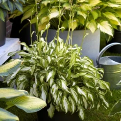 Hosta 'Kiwi Spearmint' - Pack Of 3 Bare Root