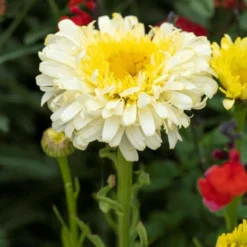 Leucanthemum Real Charmer - Large Plant -Plant Garden World visi206718 1