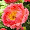 Paeonia Coral Sunset - Peony - Pack Of THREE