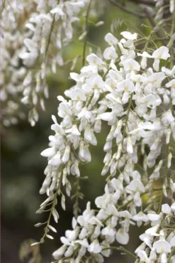 Wisteria Brachybotrys Shiro-Kapitan - Silky Wisteria - Large Specimen Plant 6ft