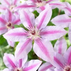 Large 6-7ft Specimen Climber - Clematis Nelly Moser
