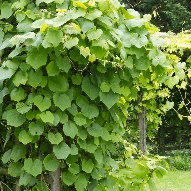 Large 5-6ft Climber - Vitis Coignetiae - Crimson Glory Vine 3 Large 5-6ft Climber - Vitis Coignetiae - Crimson Glory Vine - Image 3