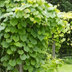 Vitis Coignetiae - Crimson Glory Vine (120/140cm) 5 Vitis Coignetiae - Crimson Glory Vine (120/140cm) -Plant Garden World vitis cognetiae crimson glory vine 1 1