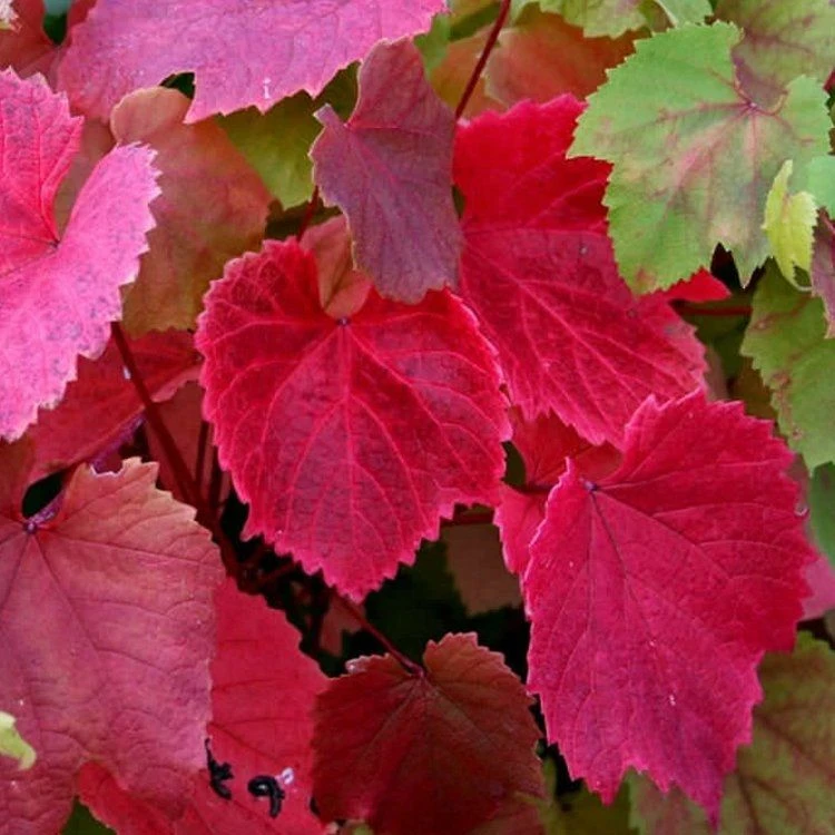 Vitis Coignetiae - Crimson Glory Vine (120/140cm) 1 Vitis Coignetiae - Crimson Glory Vine (120/140cm)