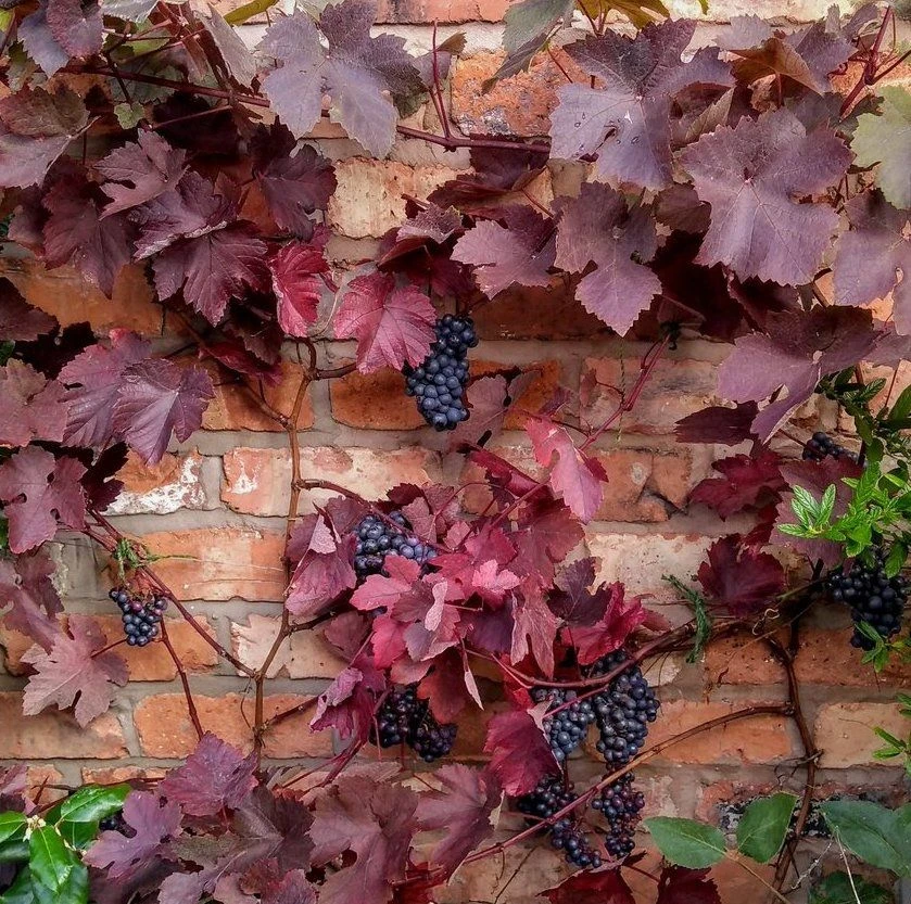Large Circa 6ft Grape Vine - Vitis Vinifera 'Purpurea' 1 Large Circa 6ft Grape Vine - Vitis Vinifera 'Purpurea'