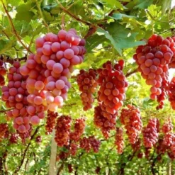 Large Circa 5-6ft Grape Vine - Vitis Vinifera 'Red Ruby' -Plant Garden World vitis vinifera red ruby 3