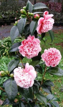 Evergreen Camellia Japonica Volunteer - Perfect For Patios -Plant Garden World volunteer camellia plant 2