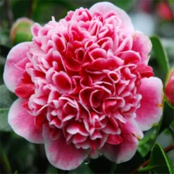 Evergreen Camellia Japonica Volunteer - Perfect For Patios -Plant Garden World volunteer 2