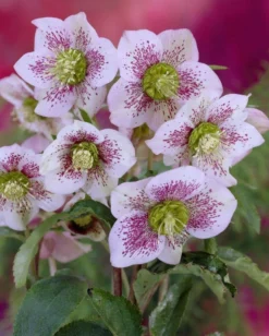 Helleborus Orientalis Pretty Ellen White Spotted - Hellebore -Plant Garden World white spotted 2