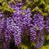 Wisteria Floribunda Violacea Plena - Black Dragon - Large Specimen Plant 6ft