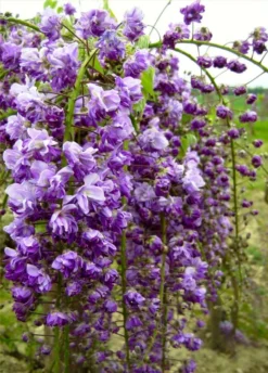 Wisteria Floribunda Violacea Plena - Black Dragon - Large Specimen Plant 6ft -Plant Garden World wisteria black dragon bloomsx750