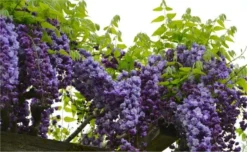 Wisteria Floribunda Violacea Plena - Black Dragon - Large Specimen Plant 6ft -Plant Garden World wisteria black dragonx750