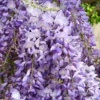 Wisteria Caroline - Large Specimen Plant 6ft+