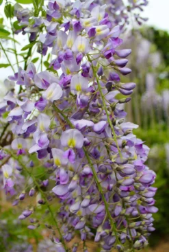 Wisteria Floribunda Domino ('Issai') - Large Specimen Plant 6ft+ -Plant Garden World wisteria domino 2