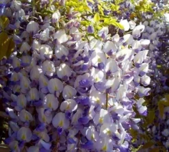 Wisteria Floribunda Domino ('Issai') - Large Specimen Plant 6ft+ -Plant Garden World wisteria domino