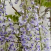 Wisteria Floribunda Lawrence - Bicolour Japanese Wisteria - Large Specimen Plant 6ft+